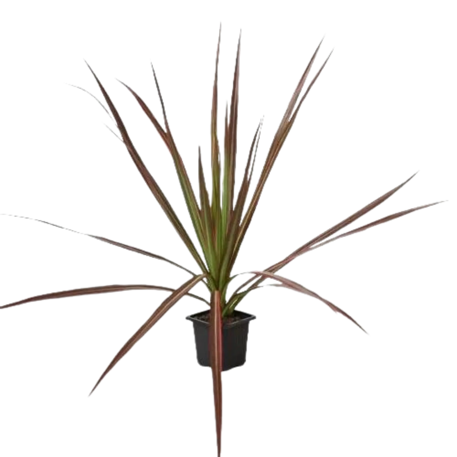 Dracaena &