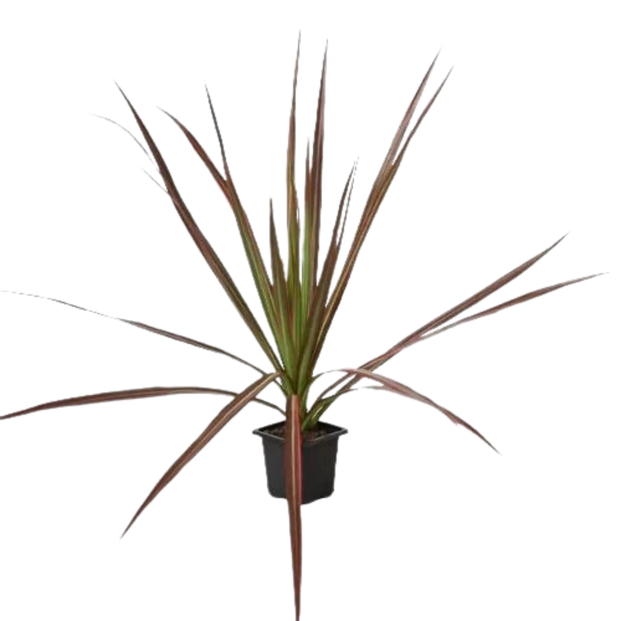Dracaena &