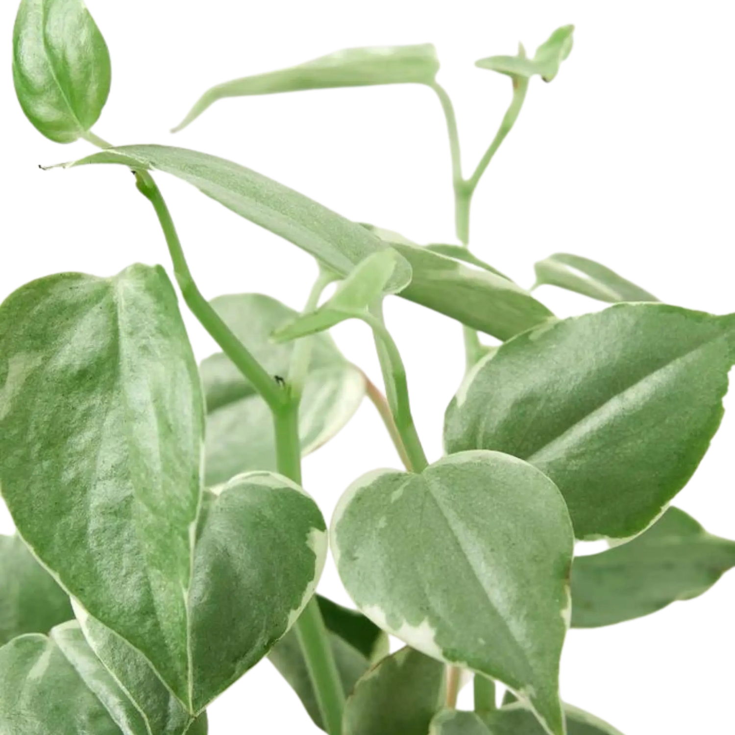 Peperomia &