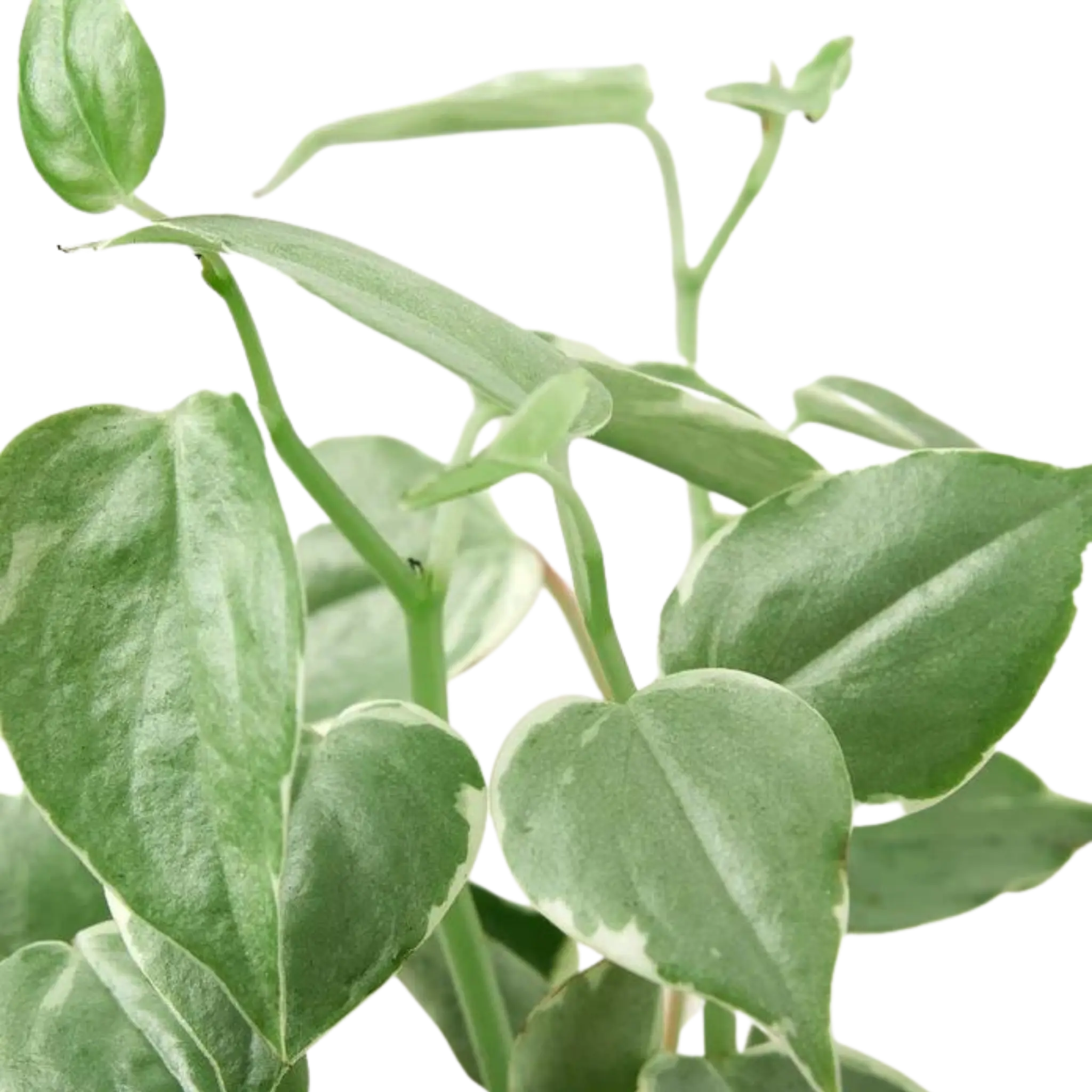 Peperomia &