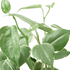 Peperomia &
