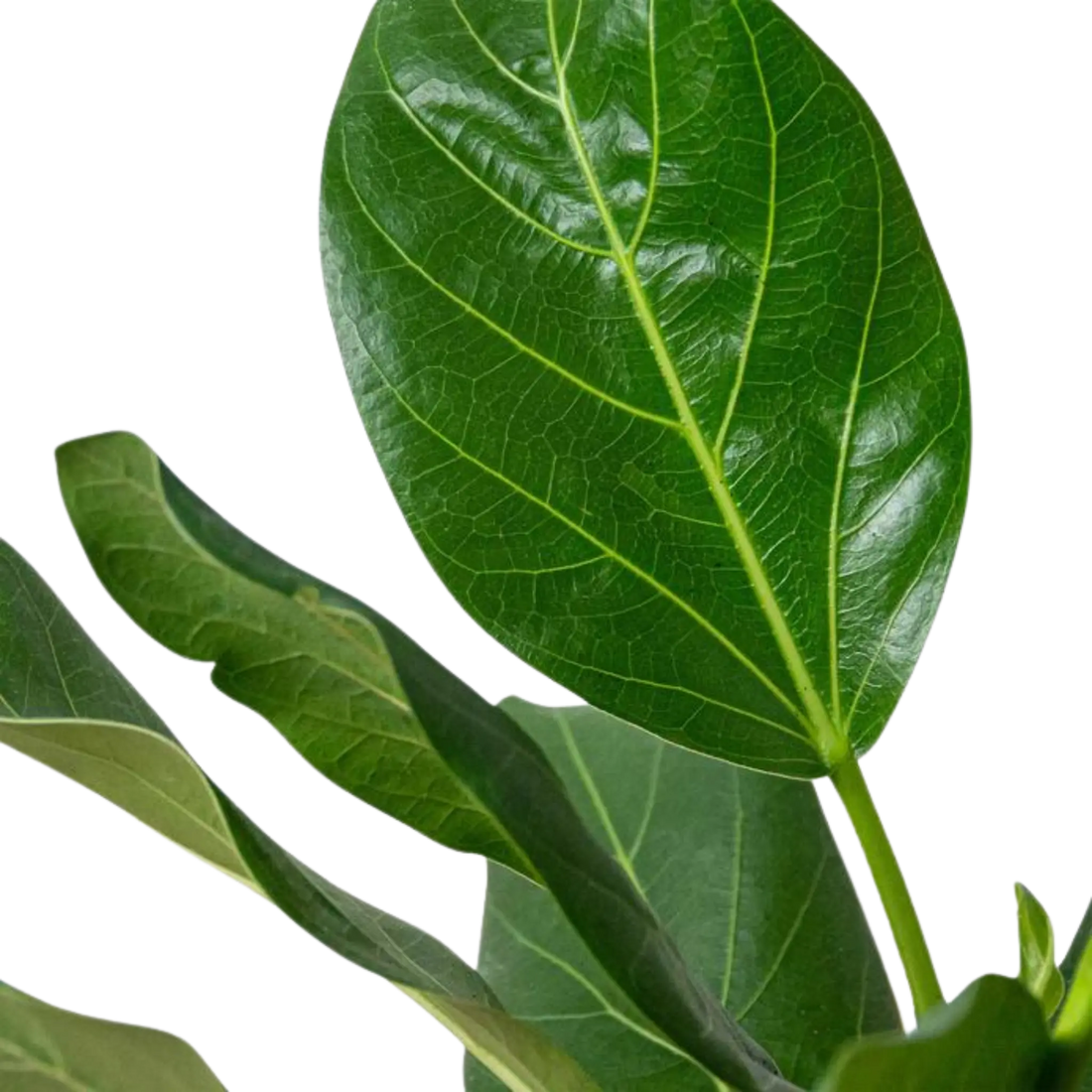Ficus Audrey - Hive Plants - Indoor & Outdoor Plants