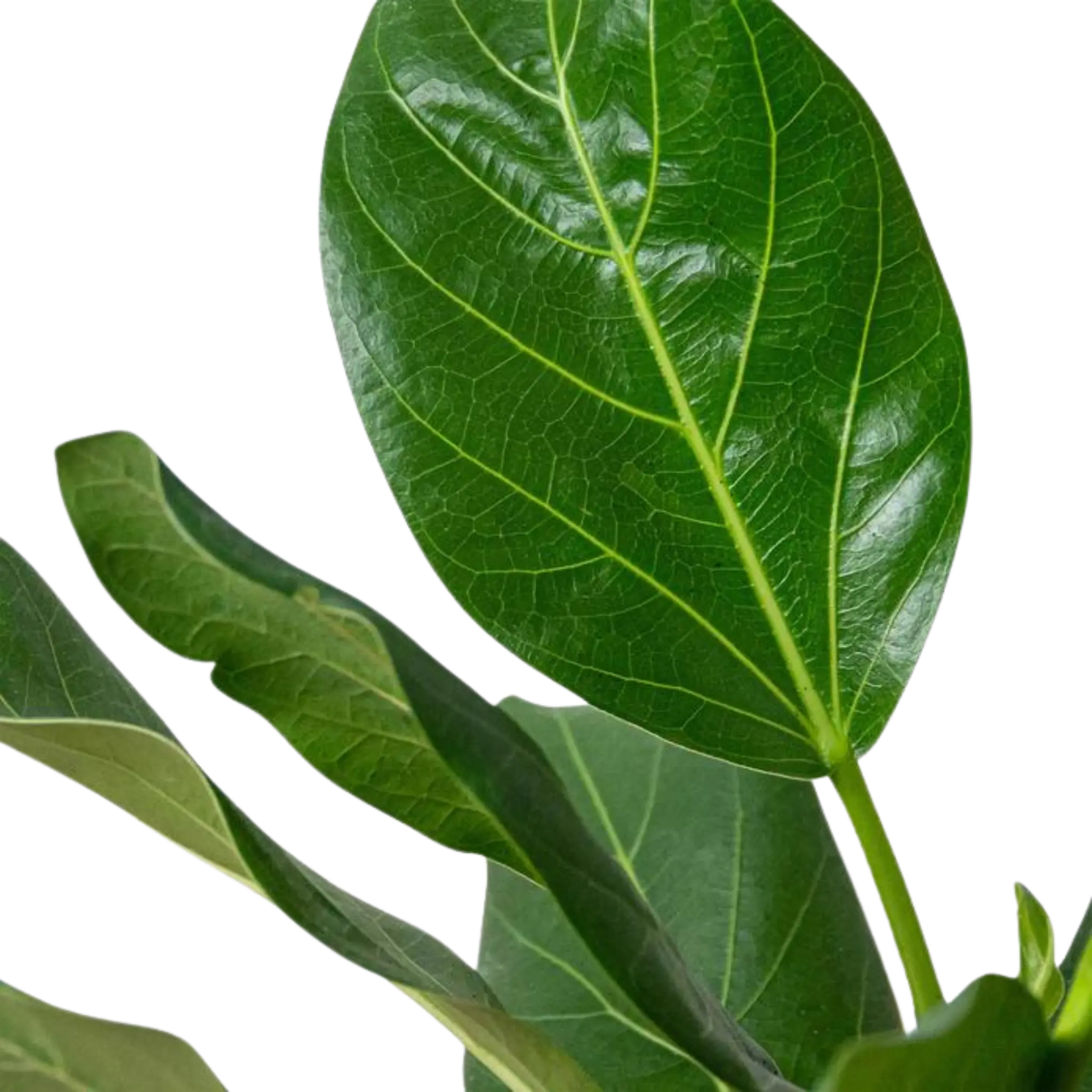Ficus Audrey - Hive Plants - Indoor & Outdoor Plants