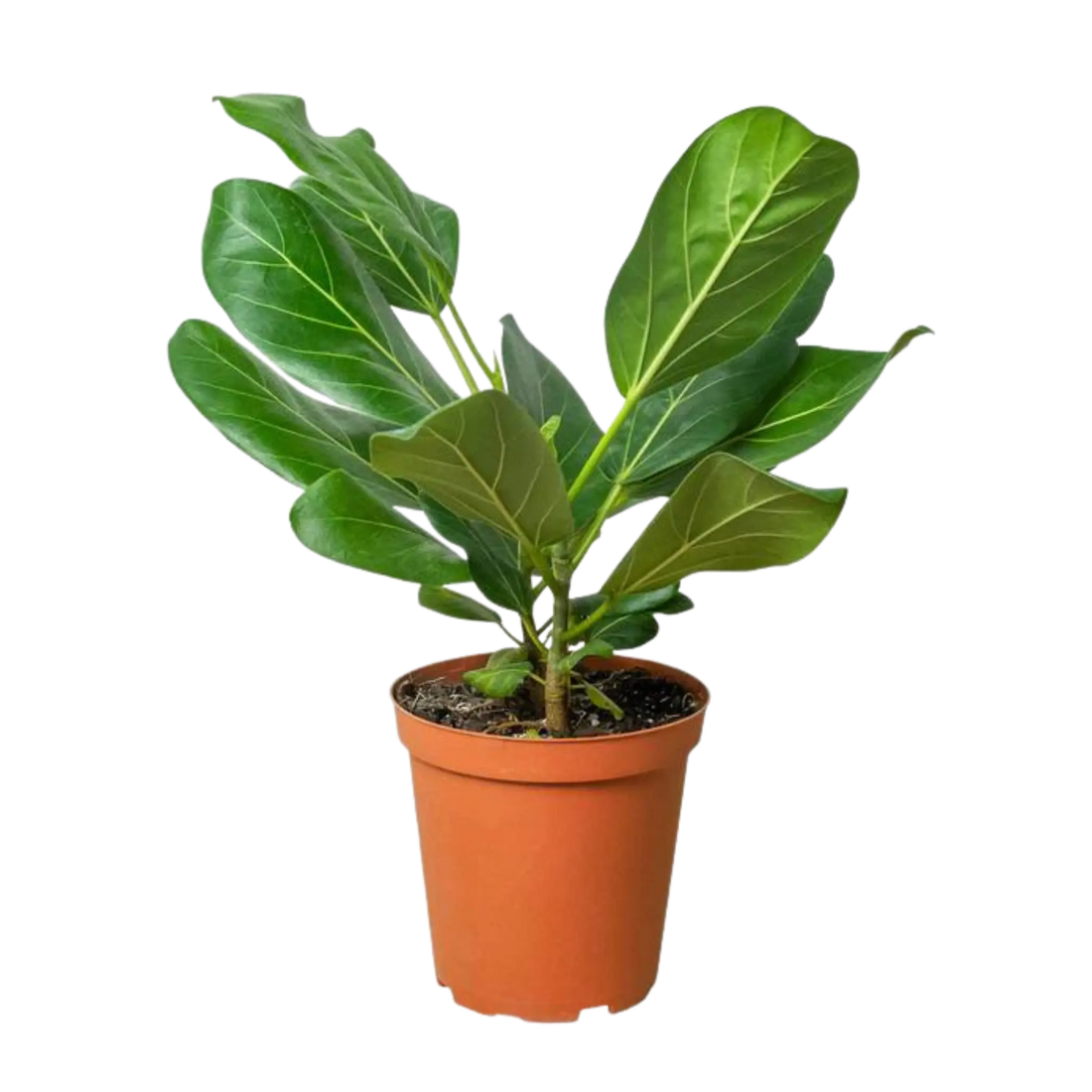 Ficus Audrey - Hive Plants - Indoor & Outdoor Plants
