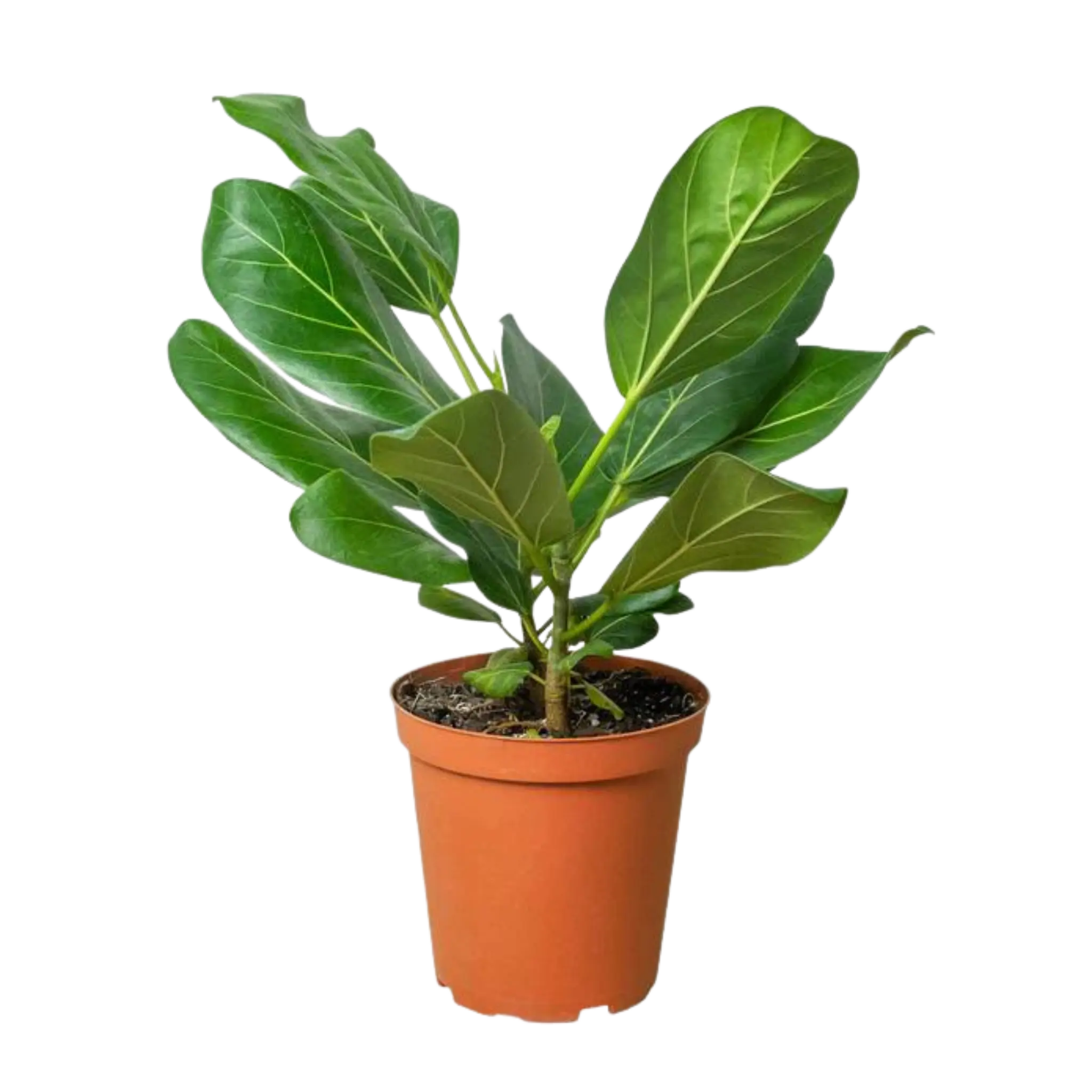 Ficus Audrey - Hive Plants - Indoor & Outdoor Plants