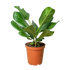 Ficus Audrey - Hive Plants - Indoor & Outdoor Plants