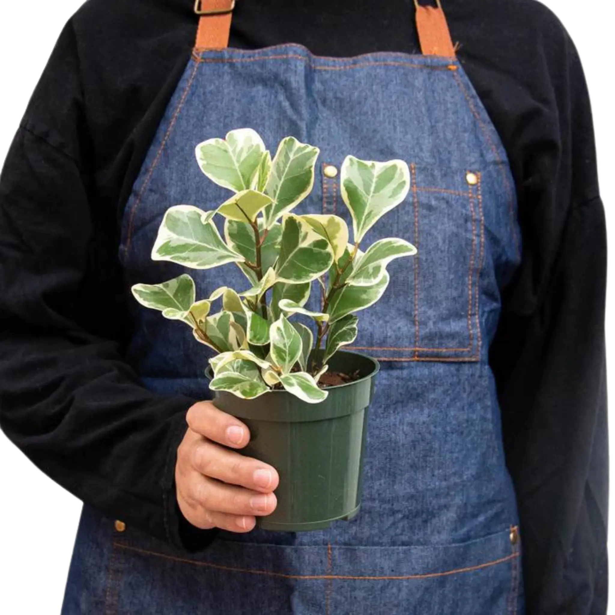 Ficus Elastica &