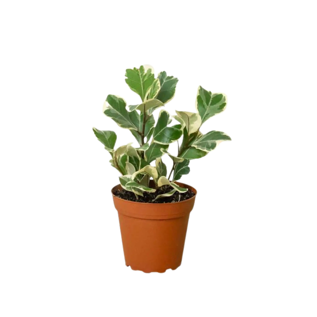 Ficus Elastica &