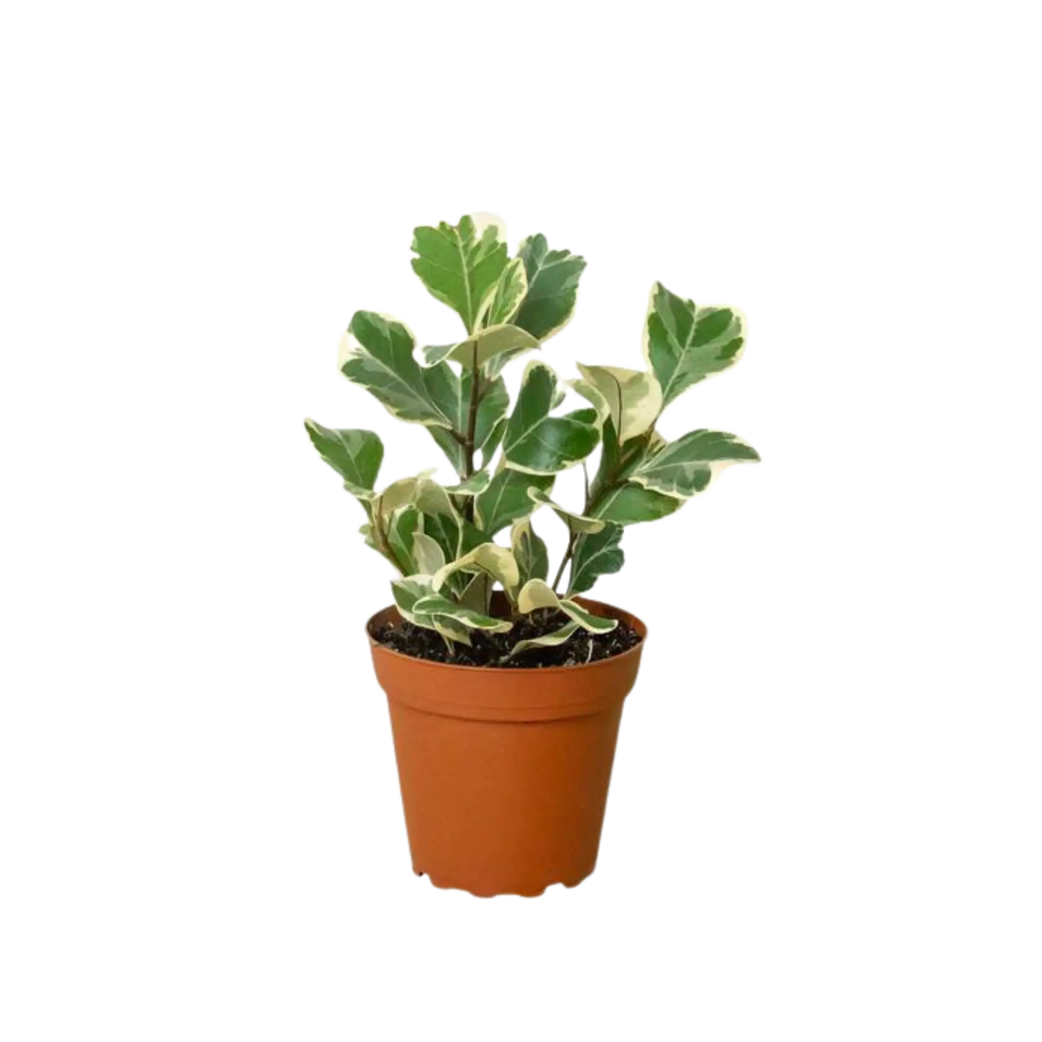 Ficus Elastica &