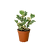 Ficus Elastica &