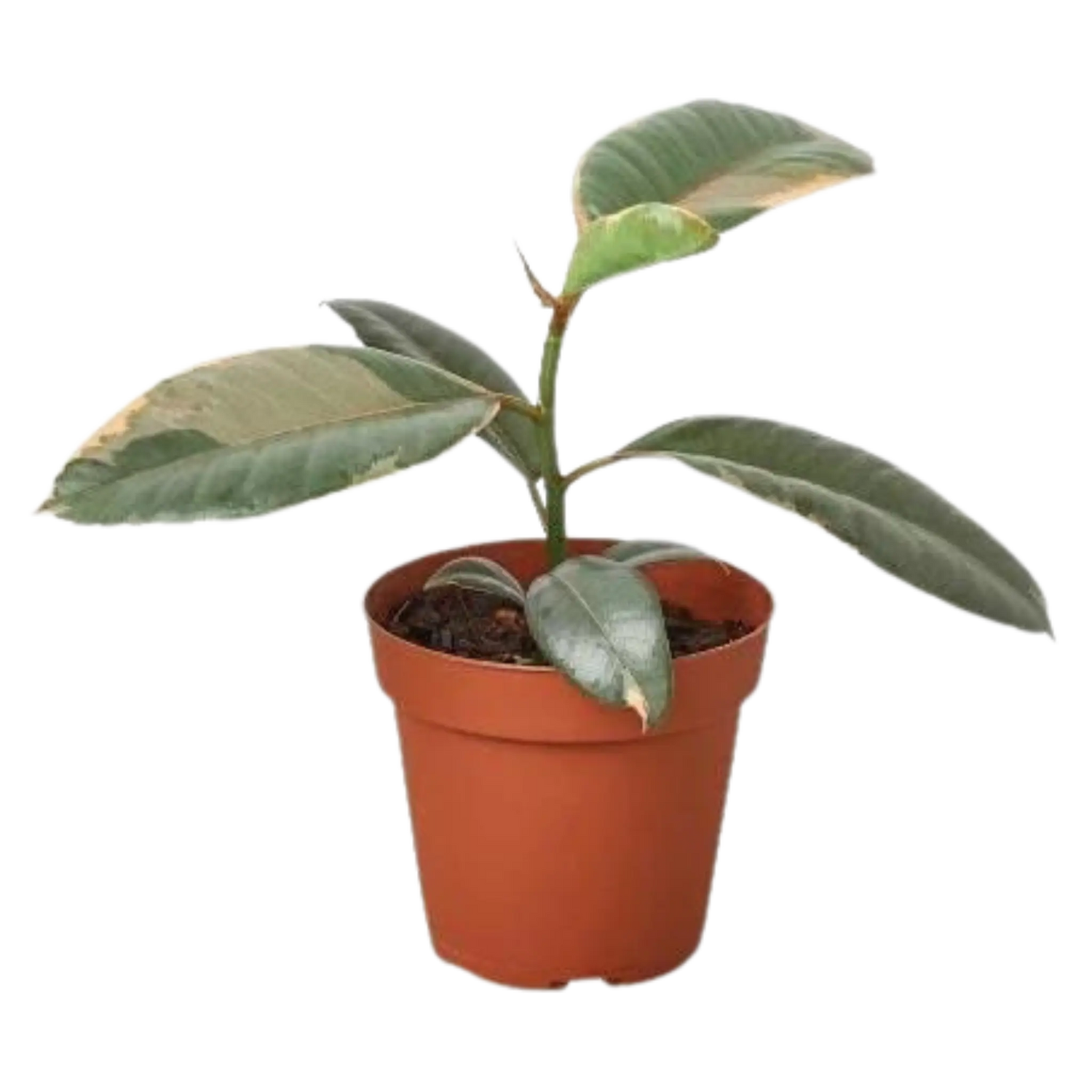 Ficus Ruby Pink - Hive Plants - Indoor & Outdoor Plants