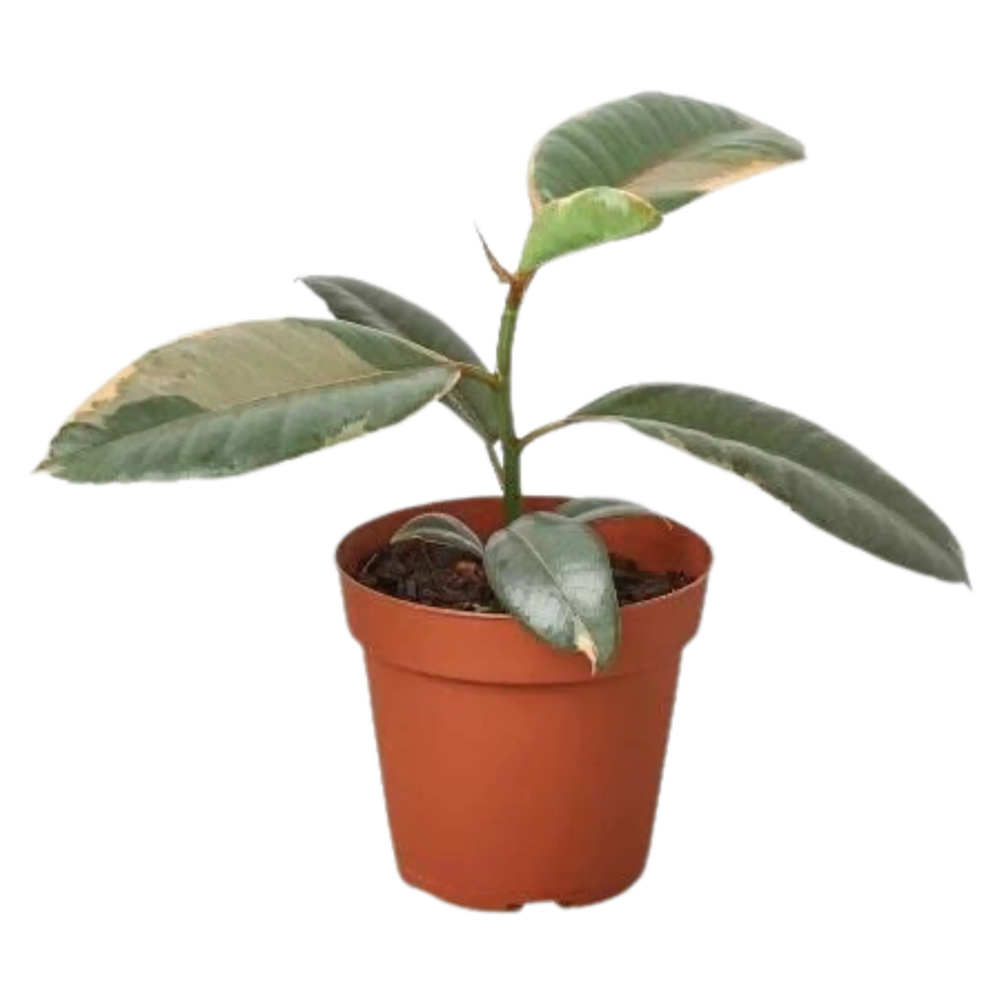 Ficus Ruby Pink - Hive Plants - Indoor & Outdoor Plants