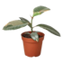 Ficus Ruby Pink - Hive Plants - Indoor & Outdoor Plants