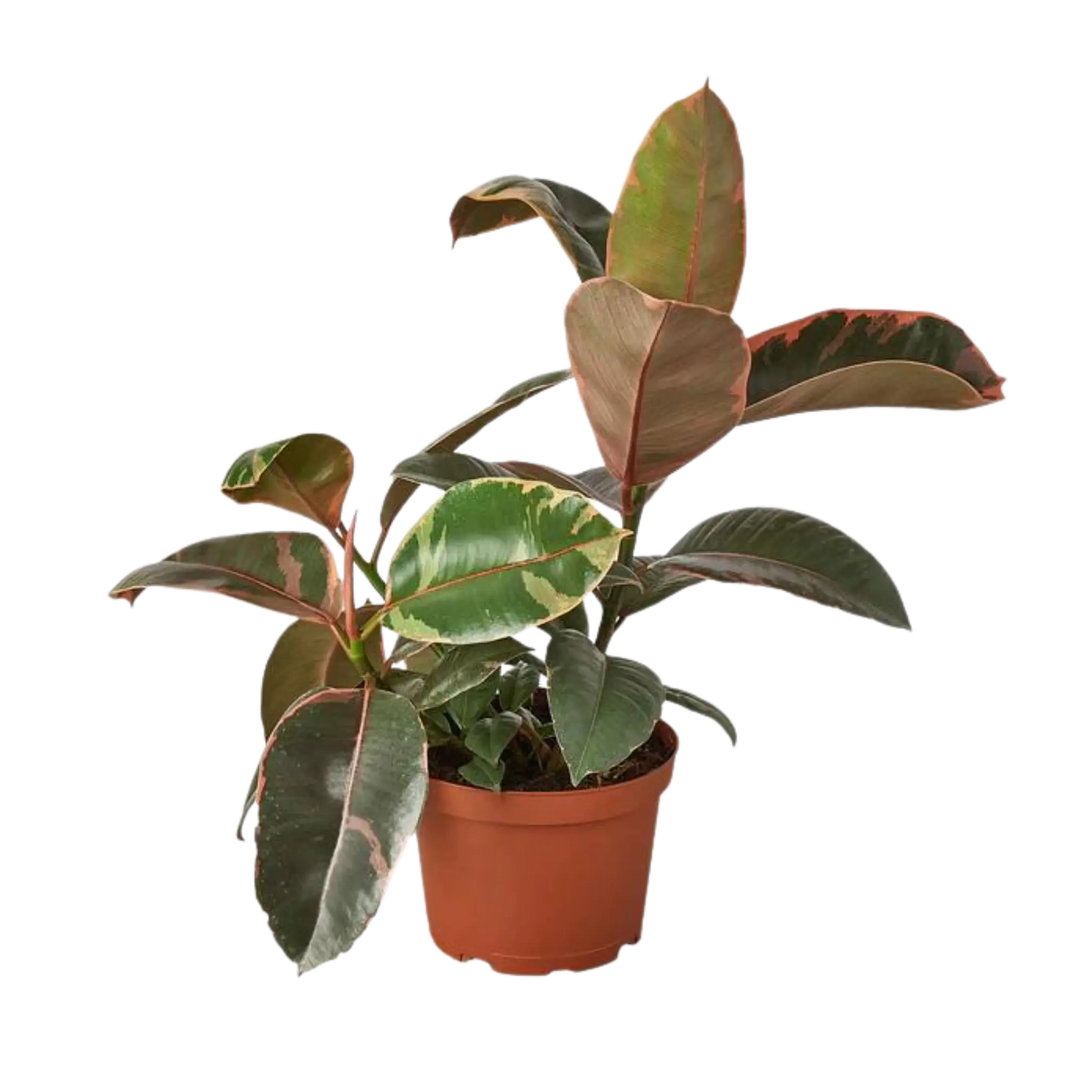 Ficus Ruby Pink - Hive Plants - Indoor & Outdoor Plants