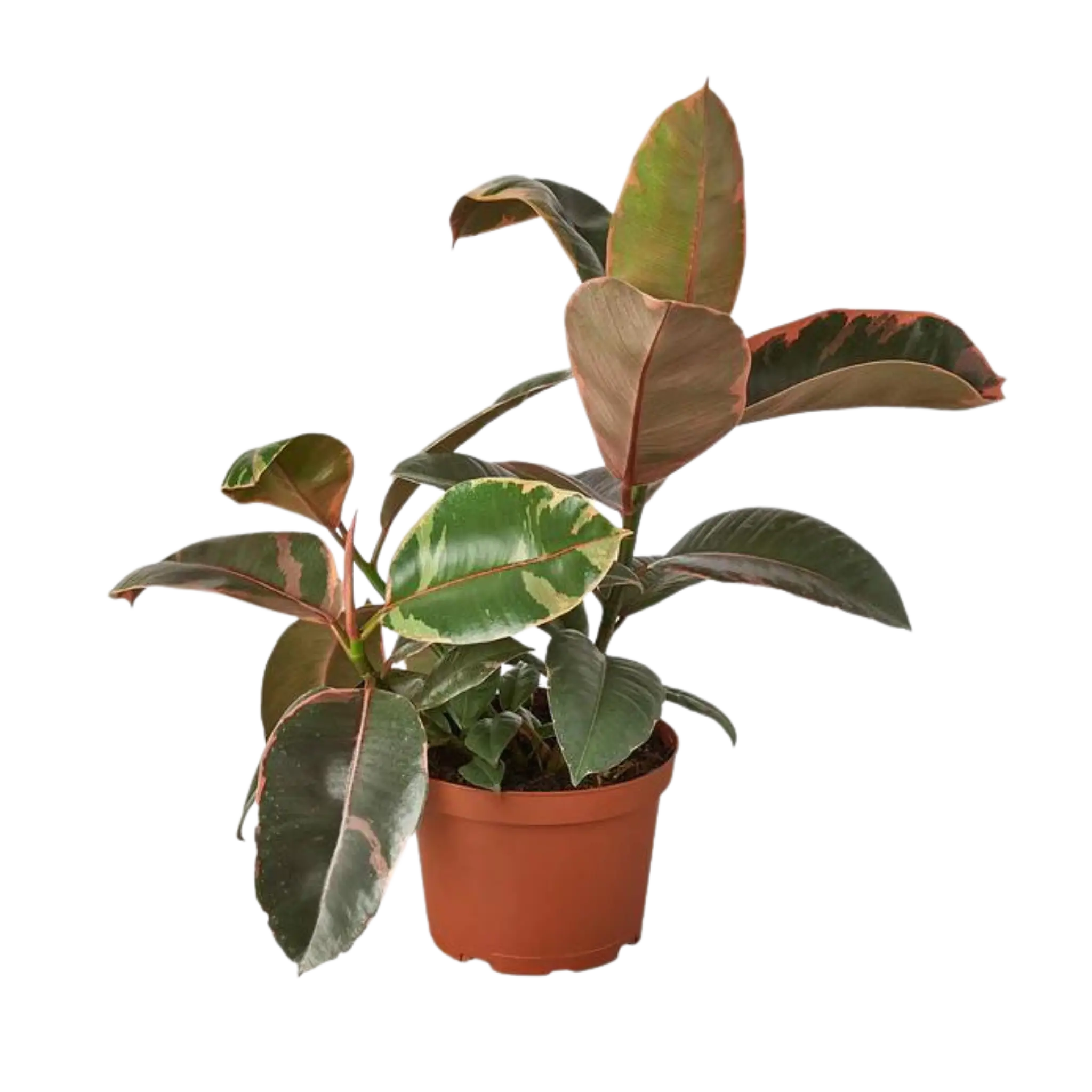 Ficus Ruby Pink - Hive Plants - Indoor & Outdoor Plants