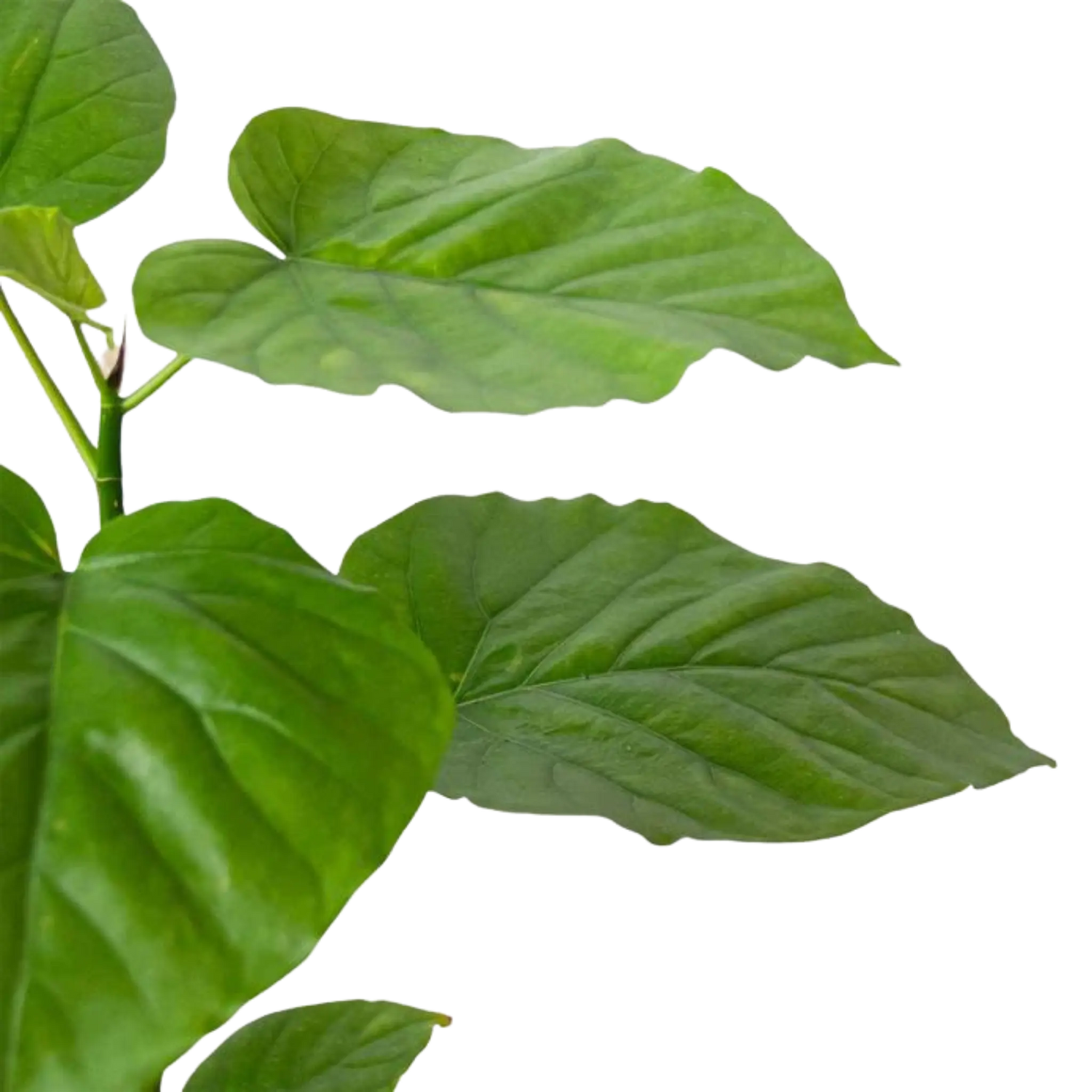 Ficus Umbellata - Hive Plants - Indoor & Outdoor Plants