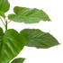 Ficus Umbellata - Hive Plants - Indoor & Outdoor Plants