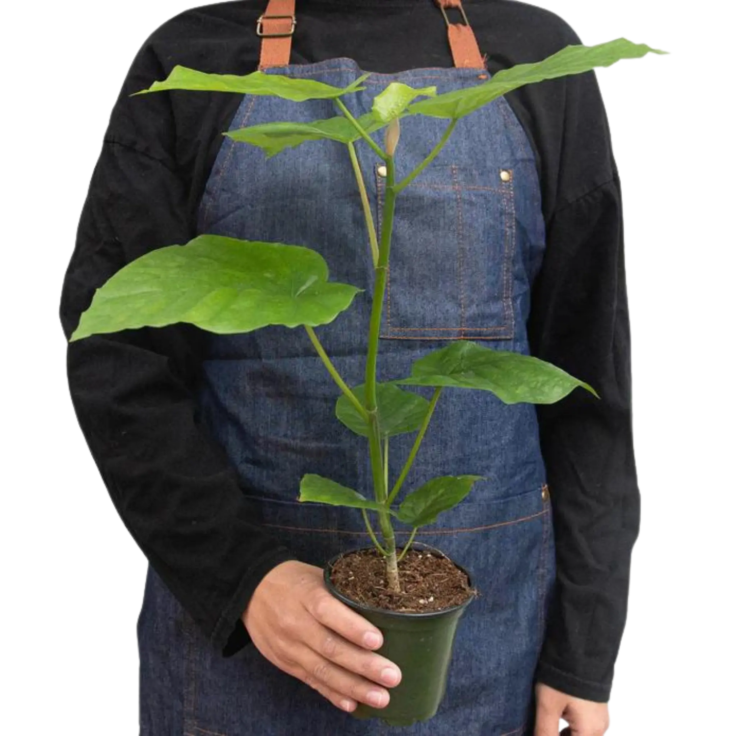 Ficus Umbellata - Hive Plants - Indoor & Outdoor Plants