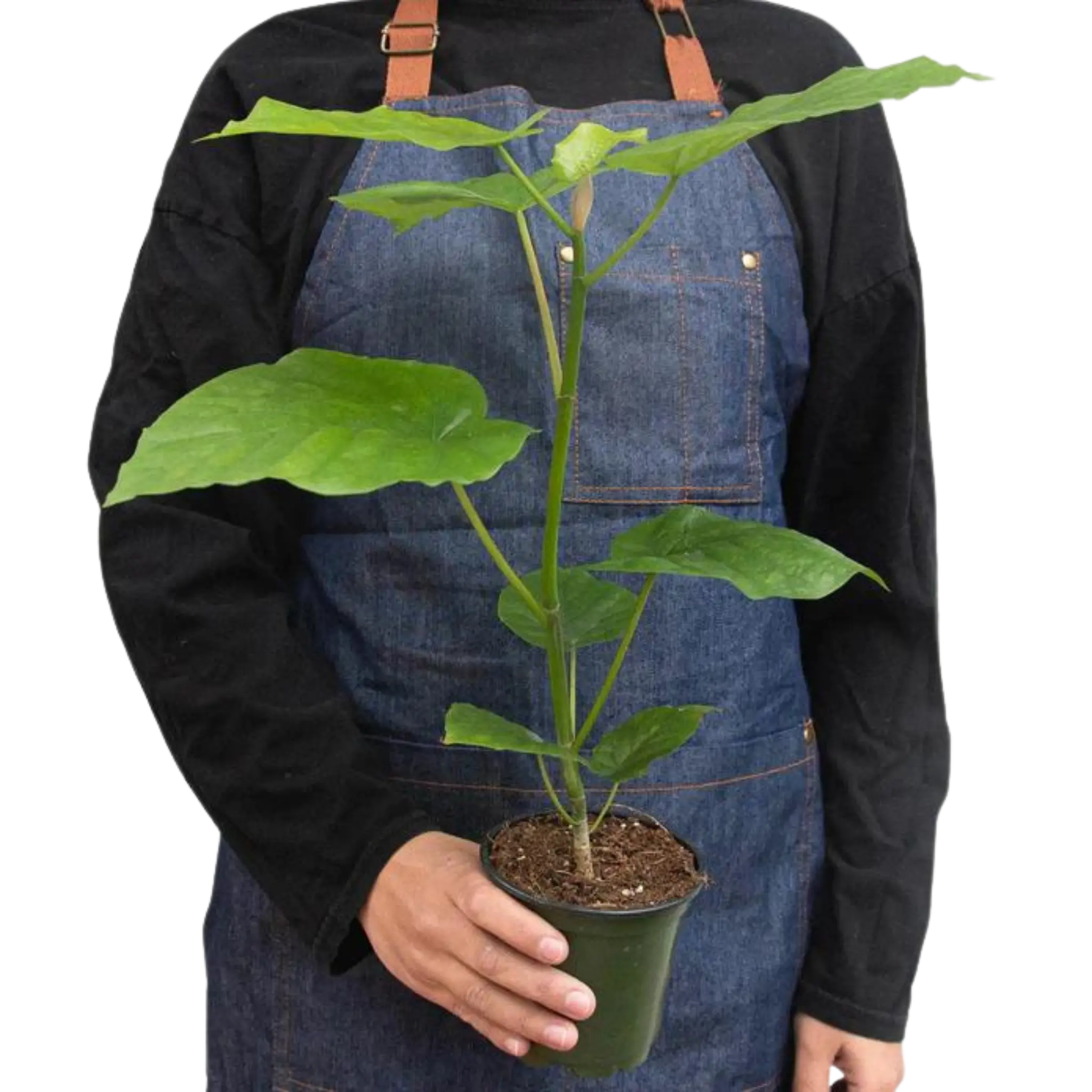 Ficus Umbellata - Hive Plants - Indoor & Outdoor Plants