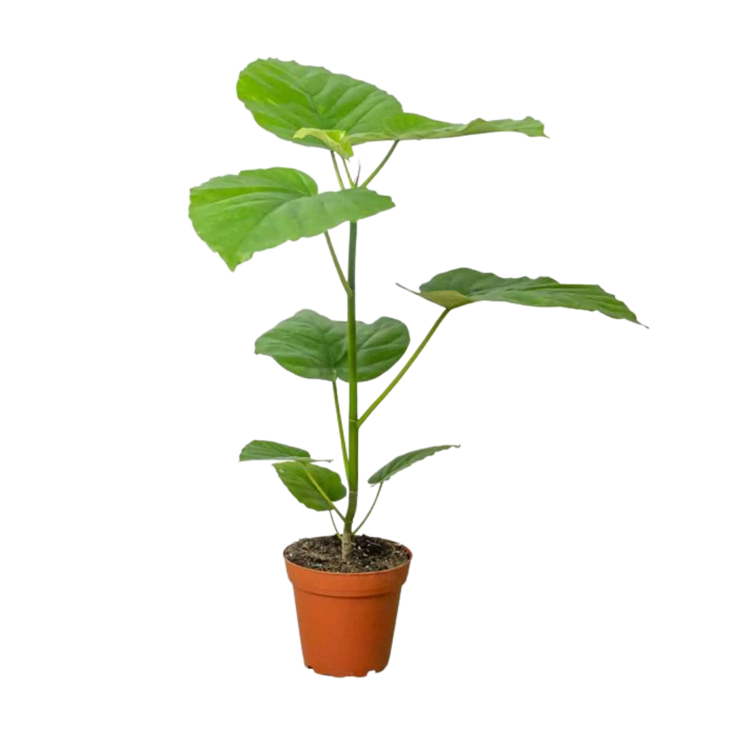 Ficus Umbellata - Hive Plants - Indoor & Outdoor Plants