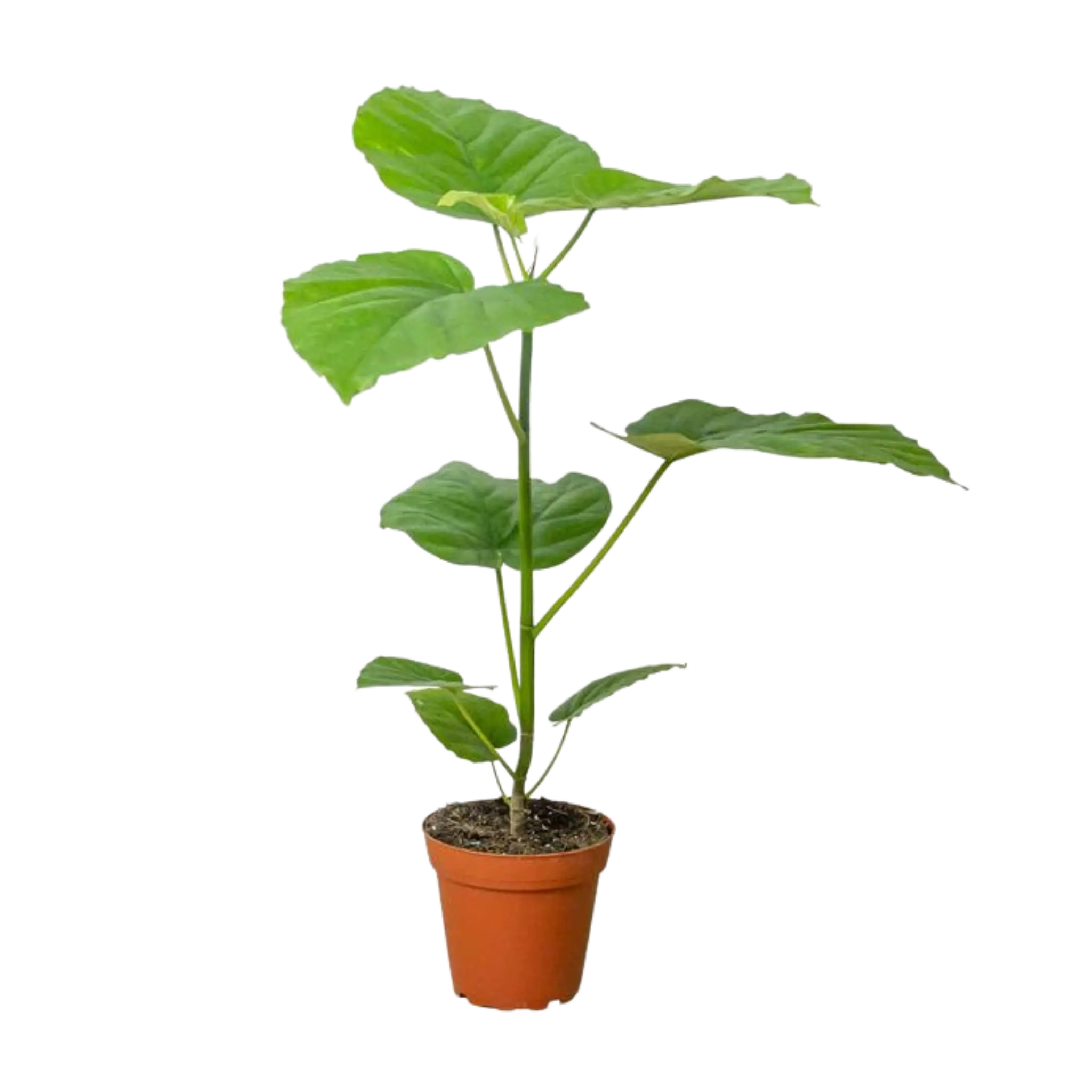 Ficus Umbellata - Hive Plants - Indoor & Outdoor Plants