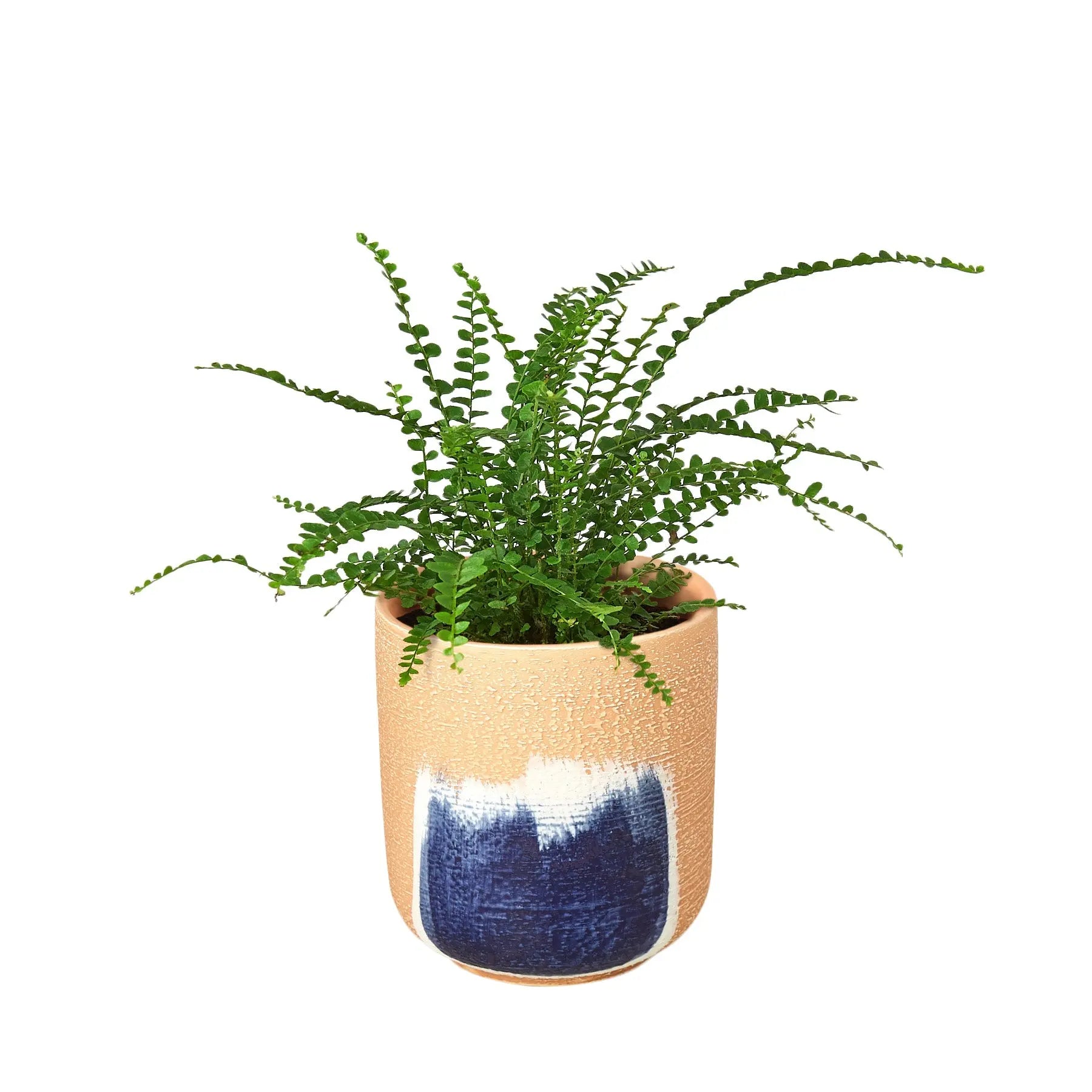 Fern &