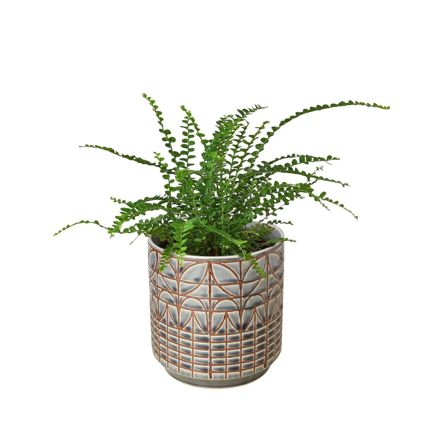 Fern &
