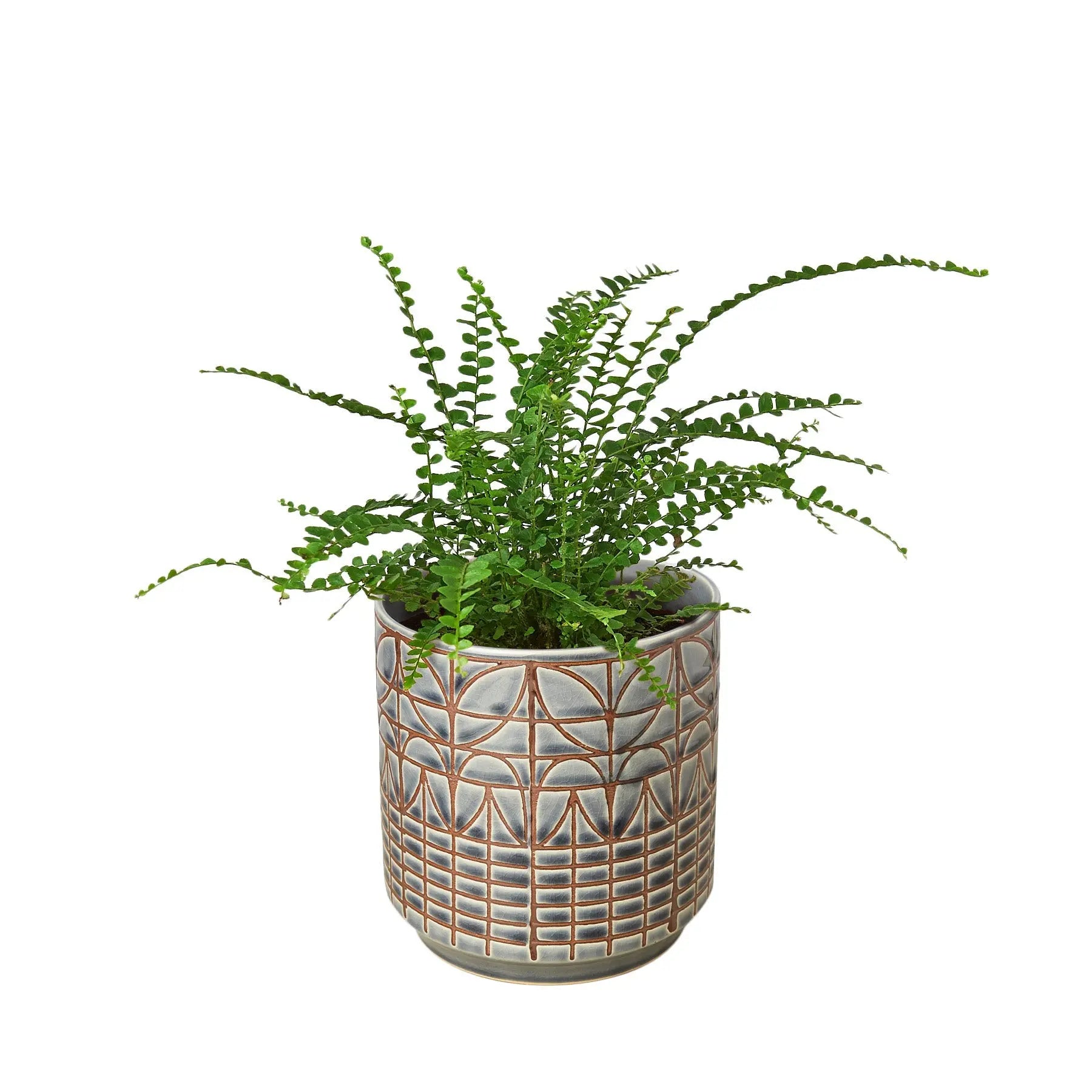 Fern &