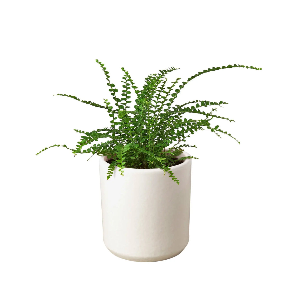 Fern &