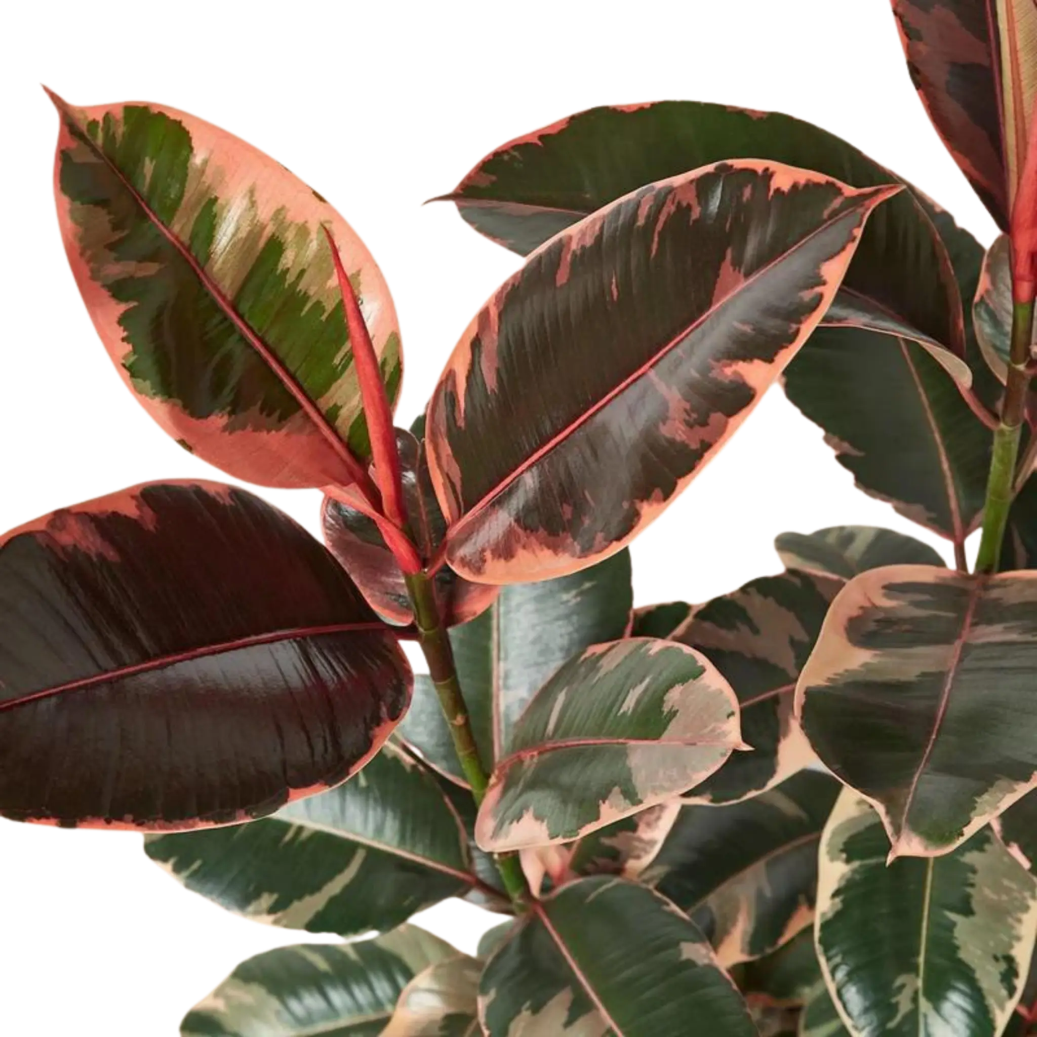 Ficus Ruby Pink - Hive Plants - Indoor & Outdoor Plants