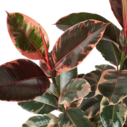 Ficus Ruby Pink - Hive Plants - Indoor &amp; Outdoor Plants