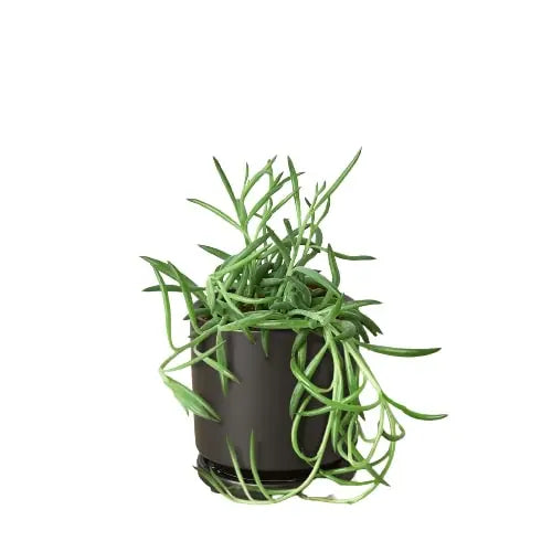 Senecio Succulent &