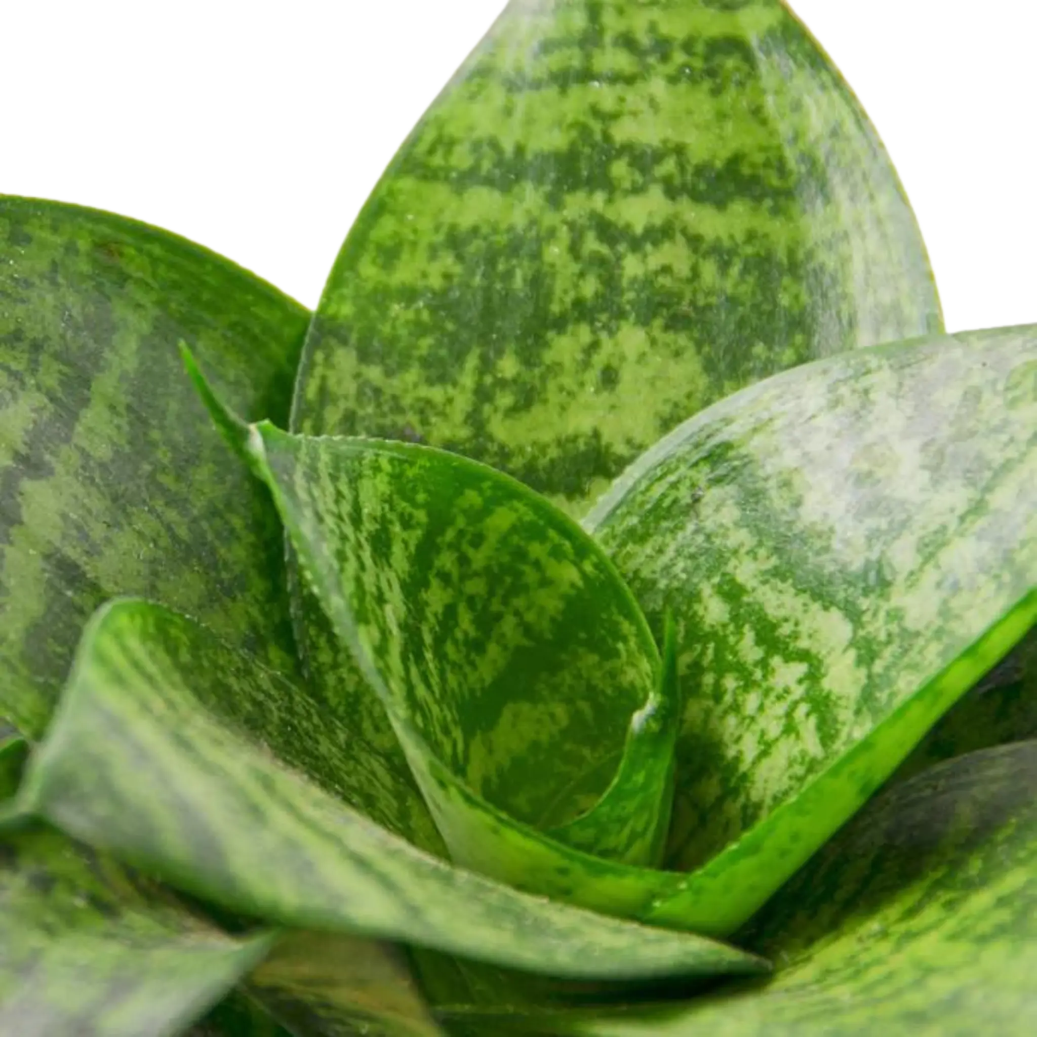 Snake Plant &