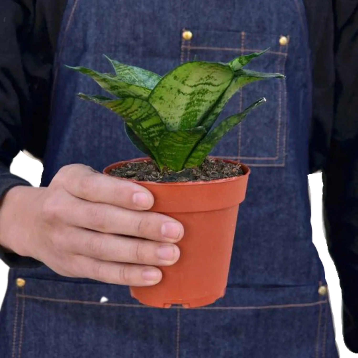 Snake Plant &