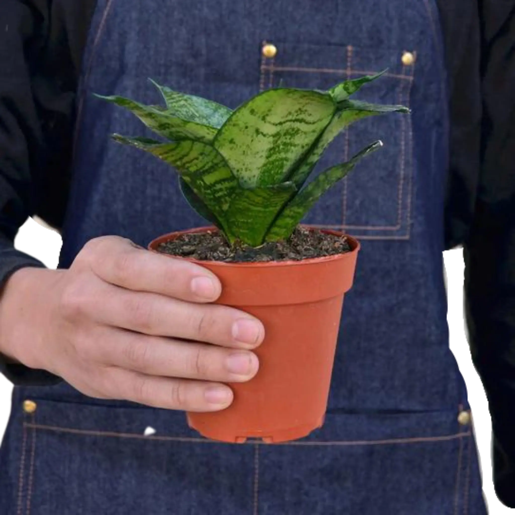Snake Plant &