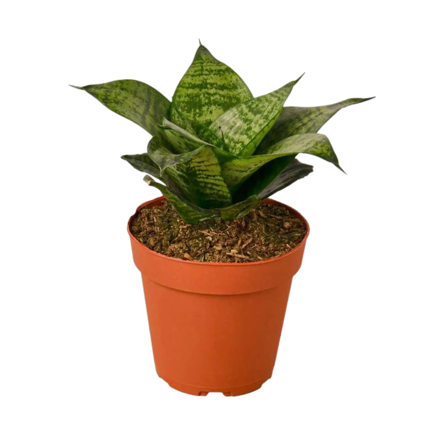 Snake Plant &