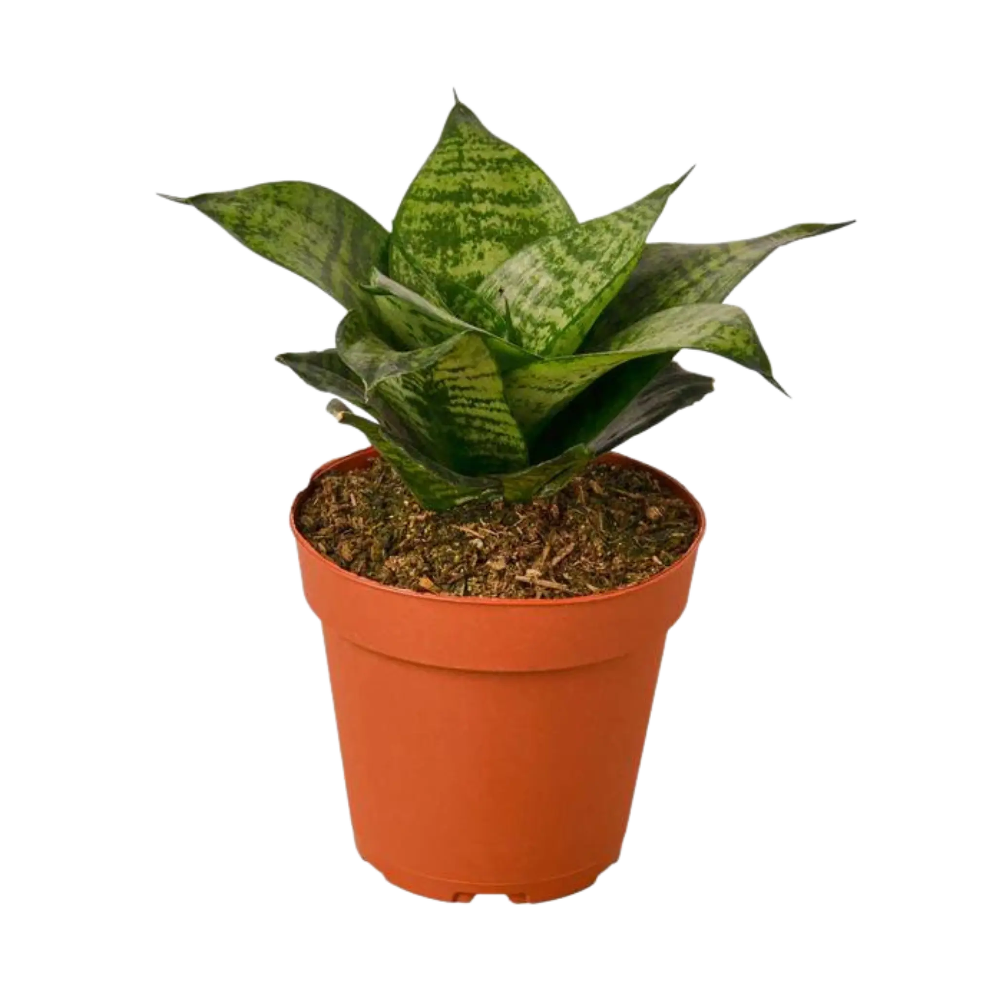 Snake Plant &