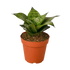 Snake Plant &