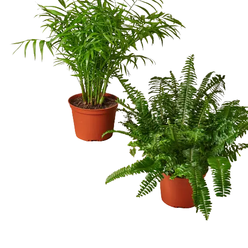 Pet-Friendly Plants Premium Subscription box - Hive Plants -