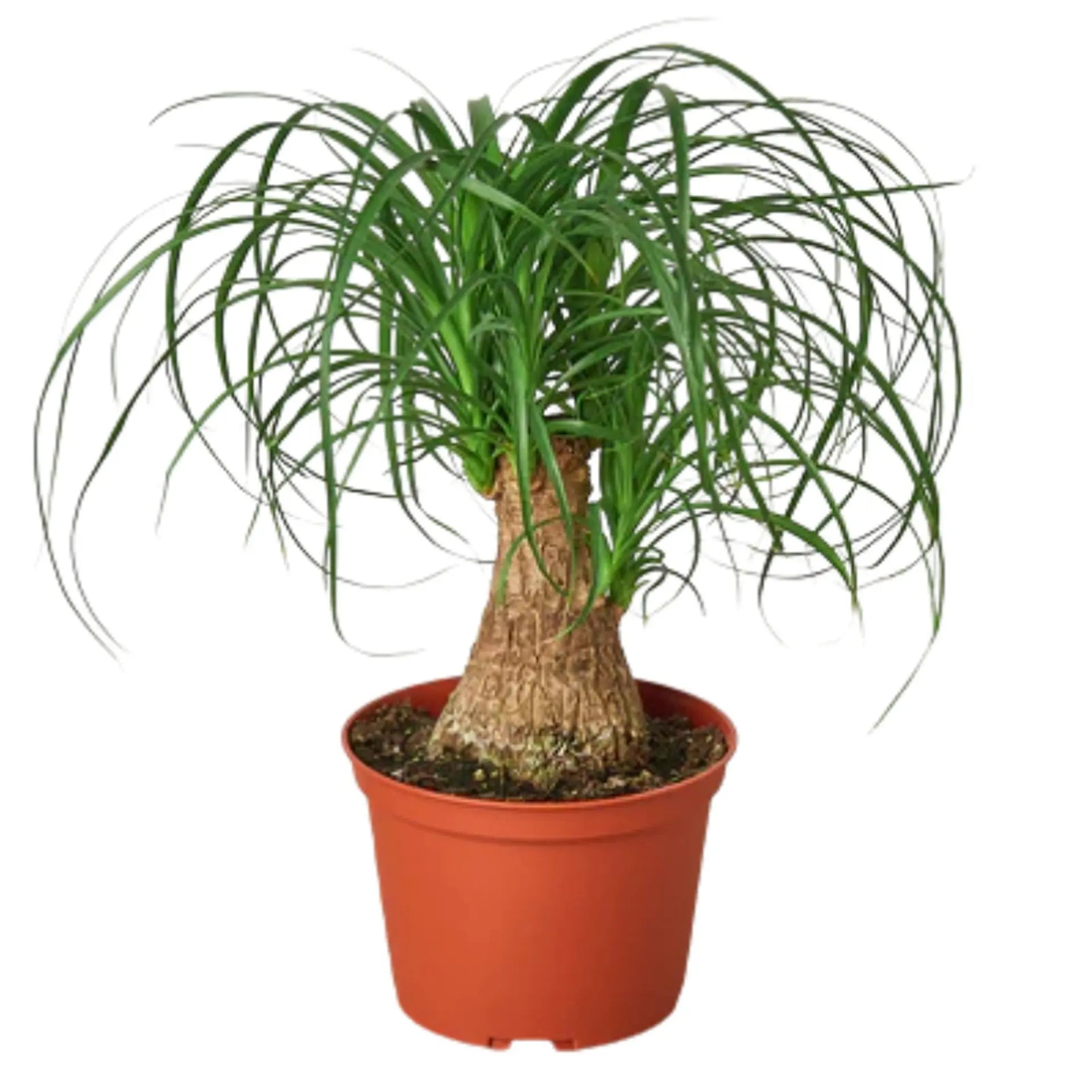 Ponytail Palm - Hive Plants - Indoor & Outdoor Plants
