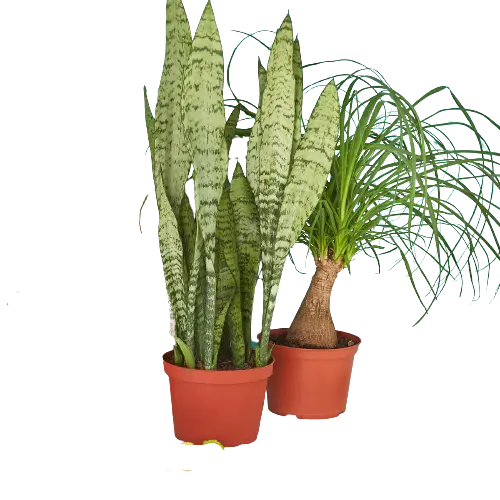 Premium Indoor Plant Mystery Subscription Box - Hive Plants -