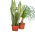 Premium Indoor Plant Mystery Subscription Box - Hive Plants -