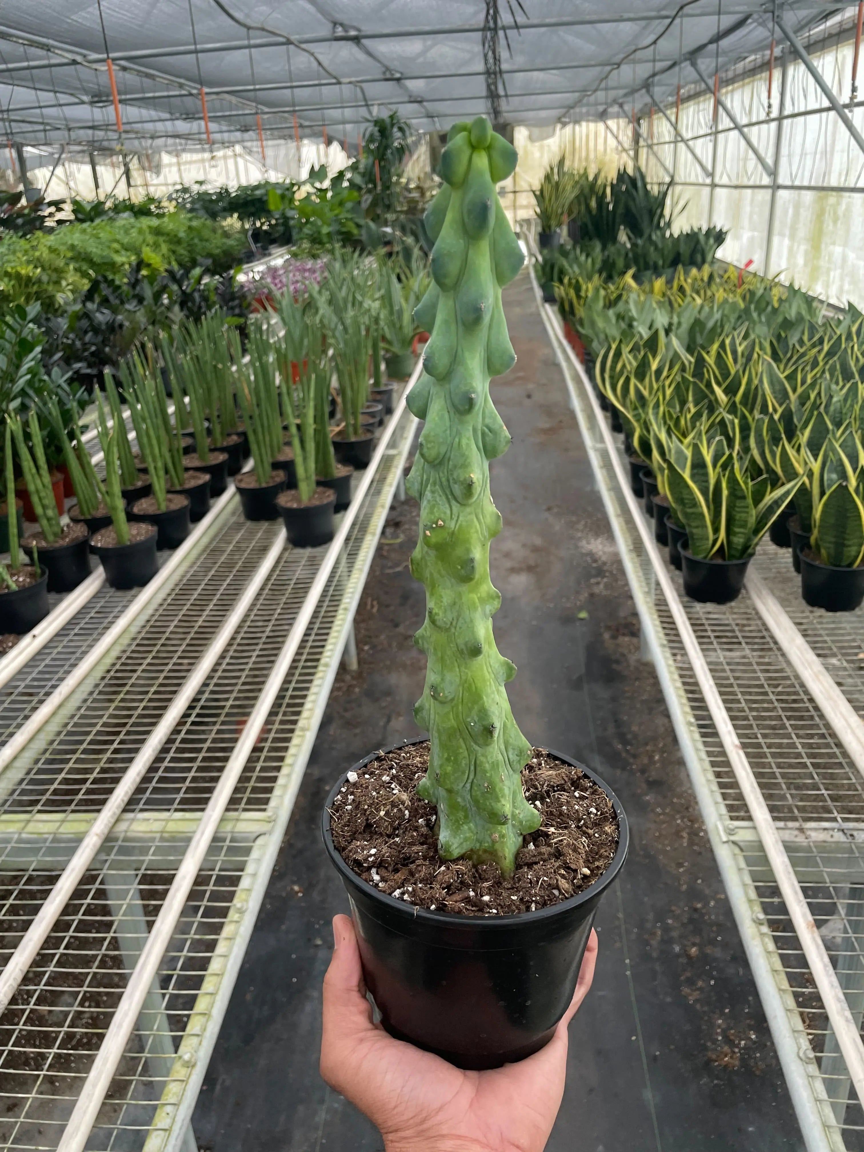Boobie Cactus - Hive Plants - indoor