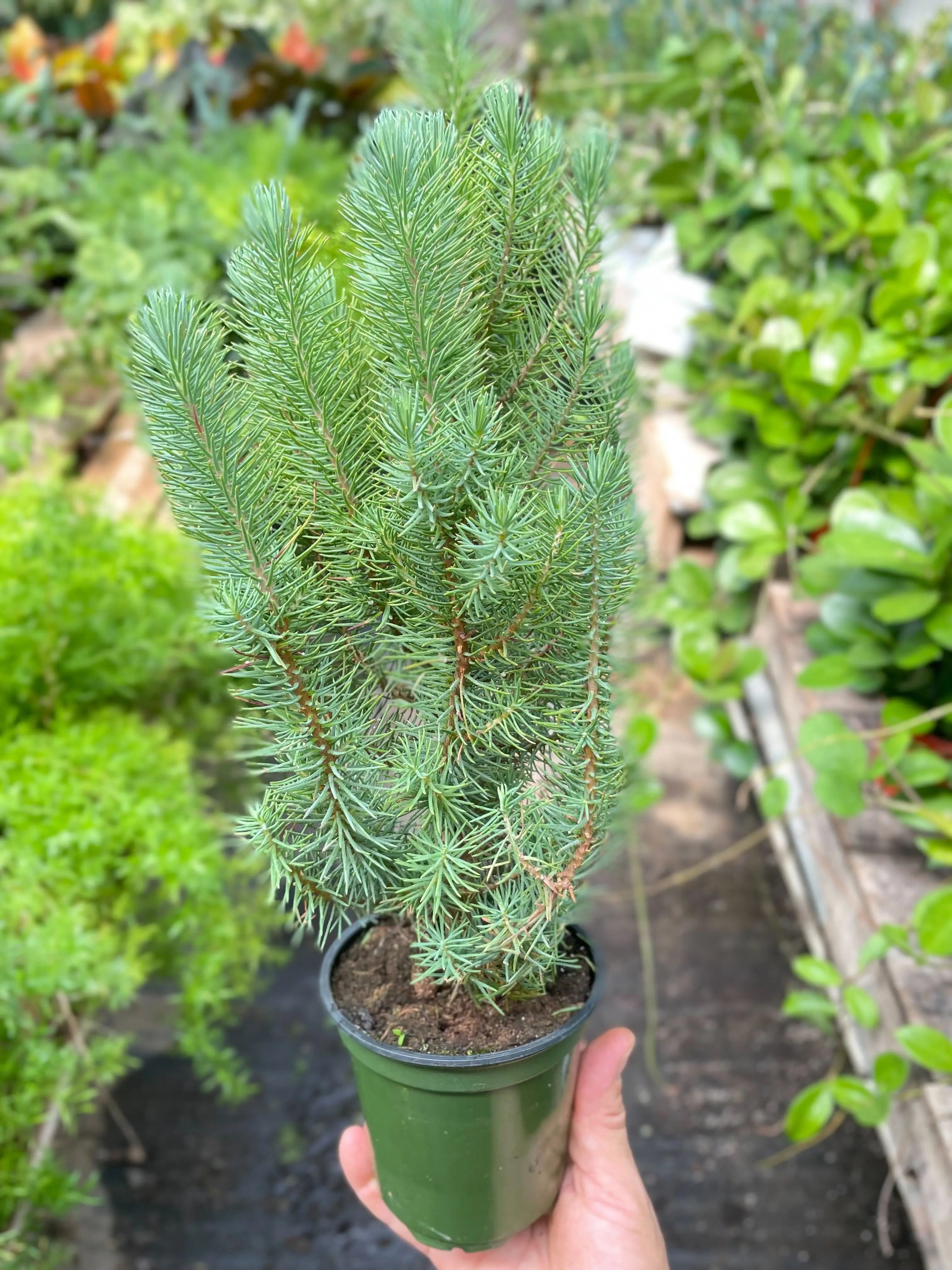 Blue Pine Trees - Hive Plants -