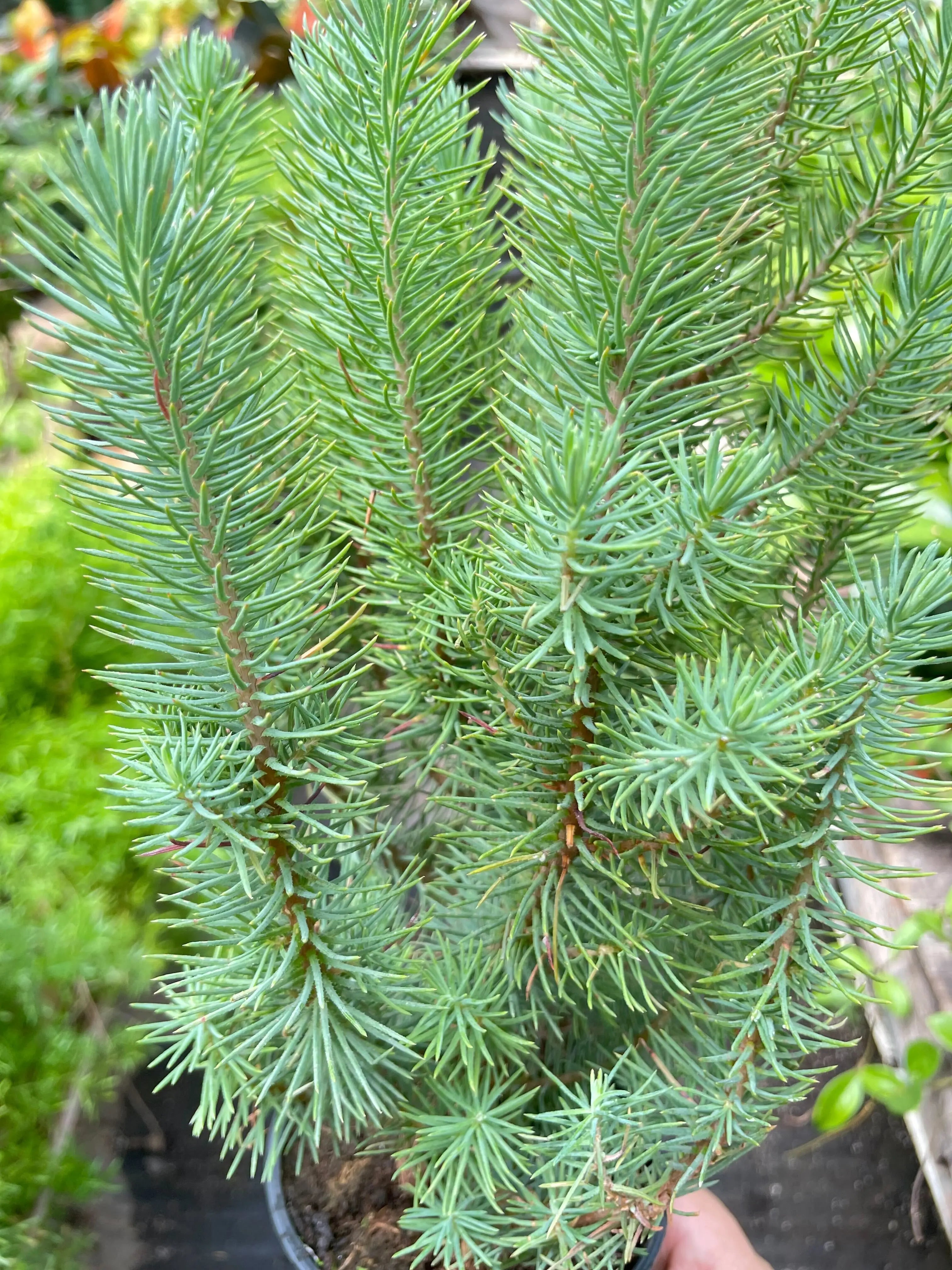 Blue Pine Trees - Hive Plants -