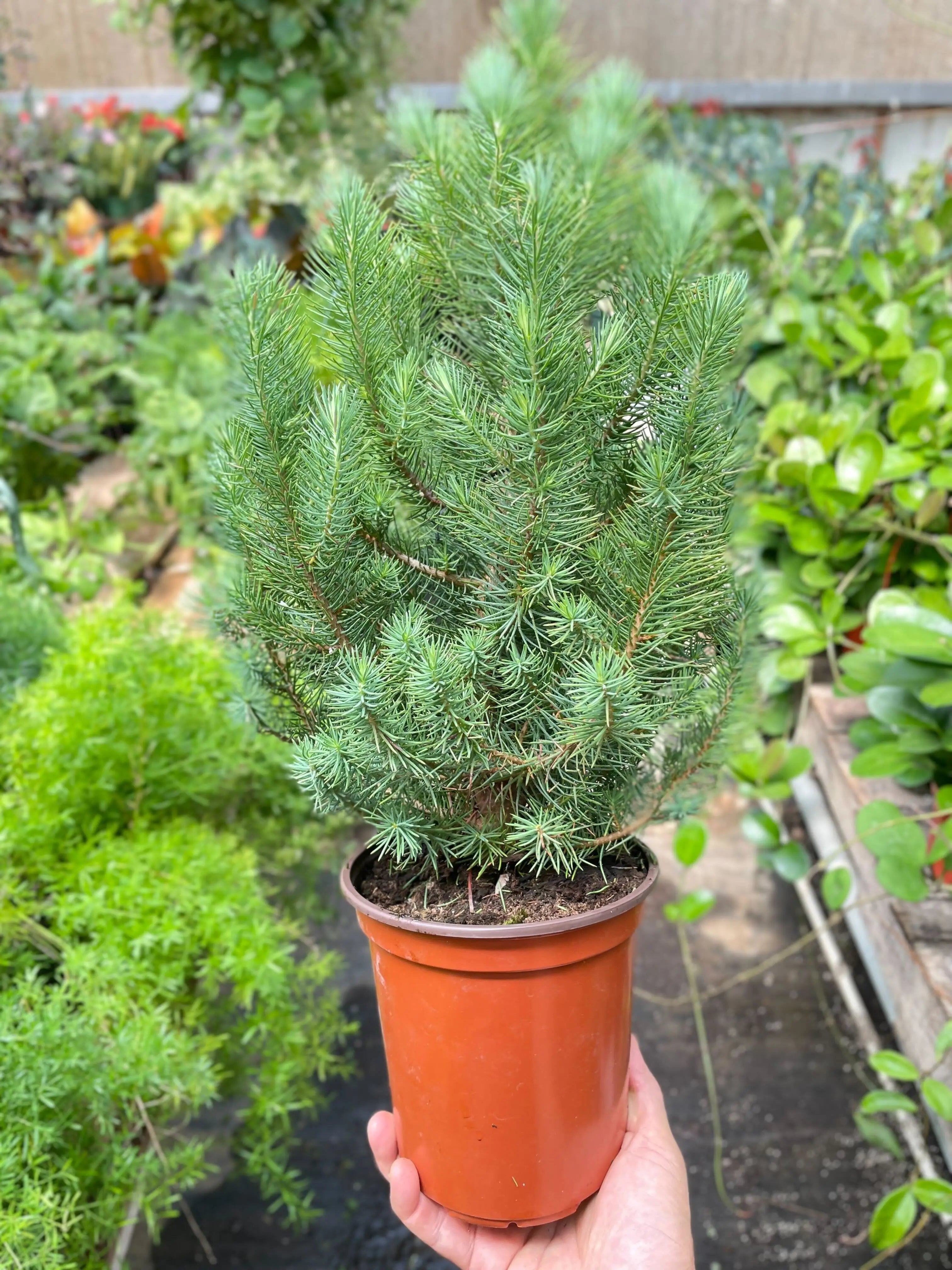 Blue Pine Trees - Hive Plants -