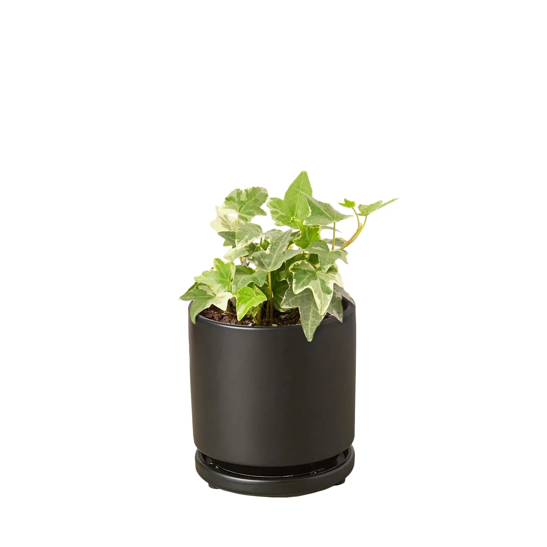 English Ivy &