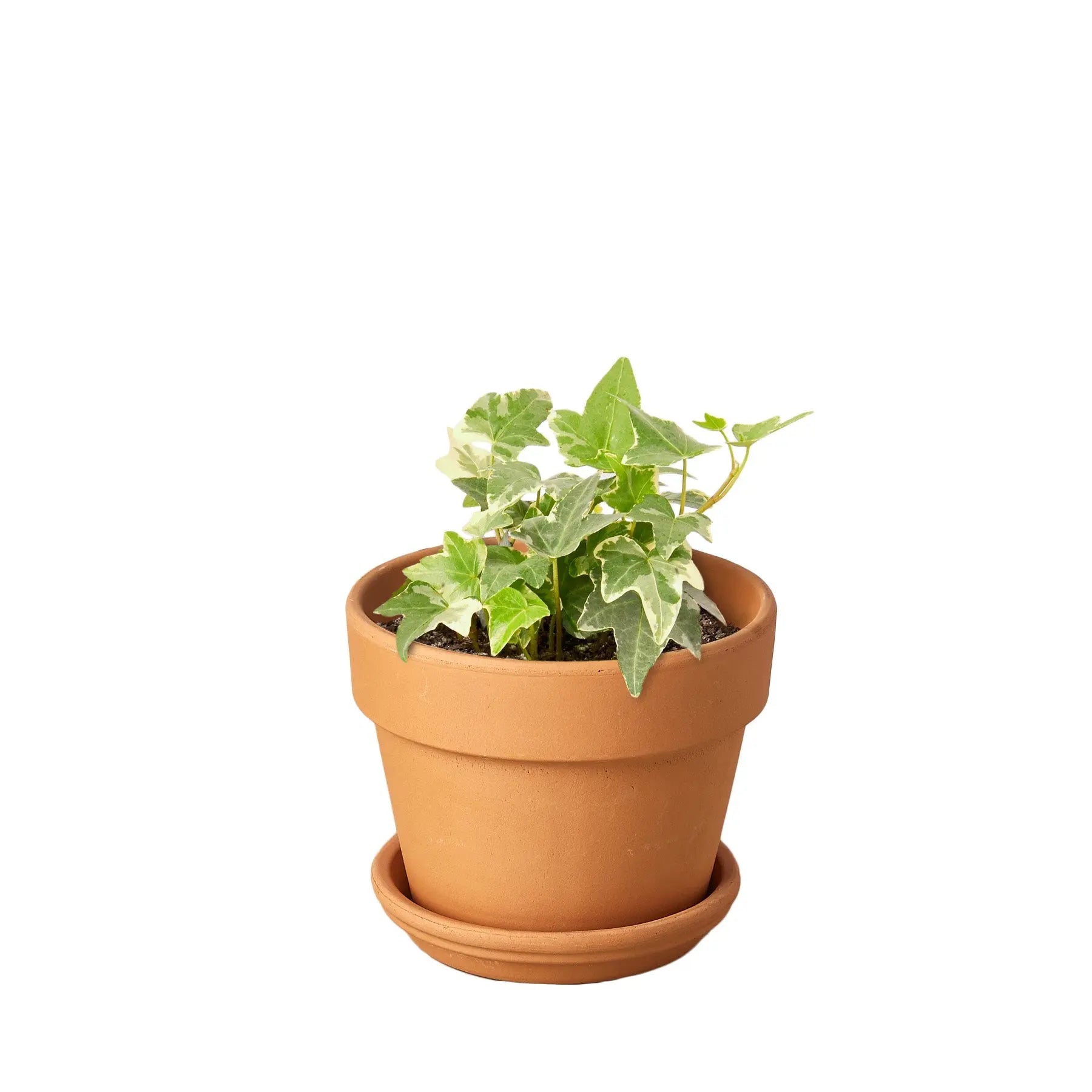 English Ivy &