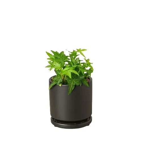 English Ivy &