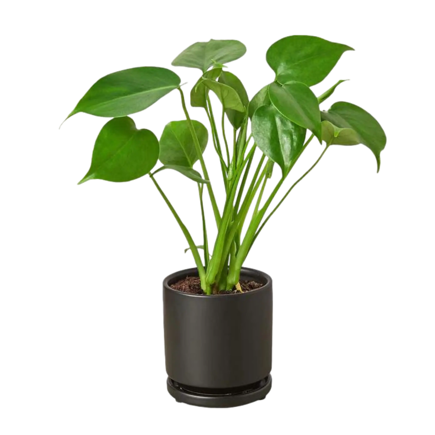 Monstera Deliciosa - Hive Plants -